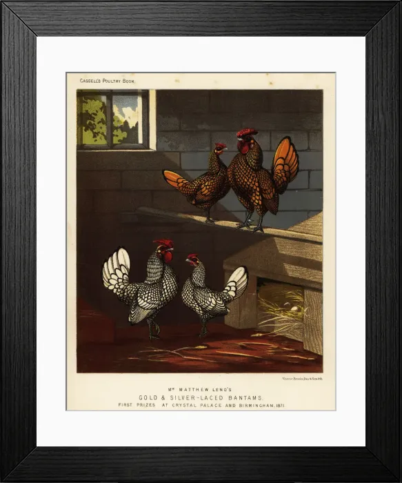 Framed Print : Gold-laced bantam and silver-laced bantam cock and hen Framed Print : Gold-laced bantam and silver-laced bantam cock and hen