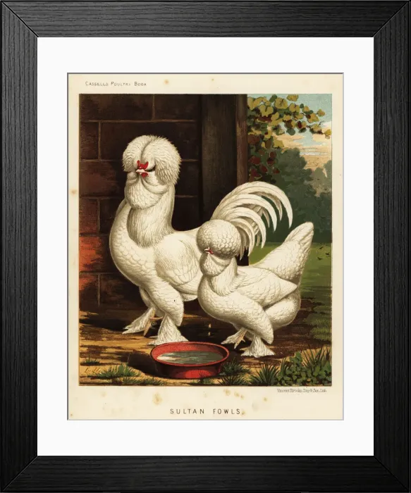 Framed Print : Sultan fowls, Gallus gallus domesticus Framed Print : Sultan fowls, Gallus gallus domesticus