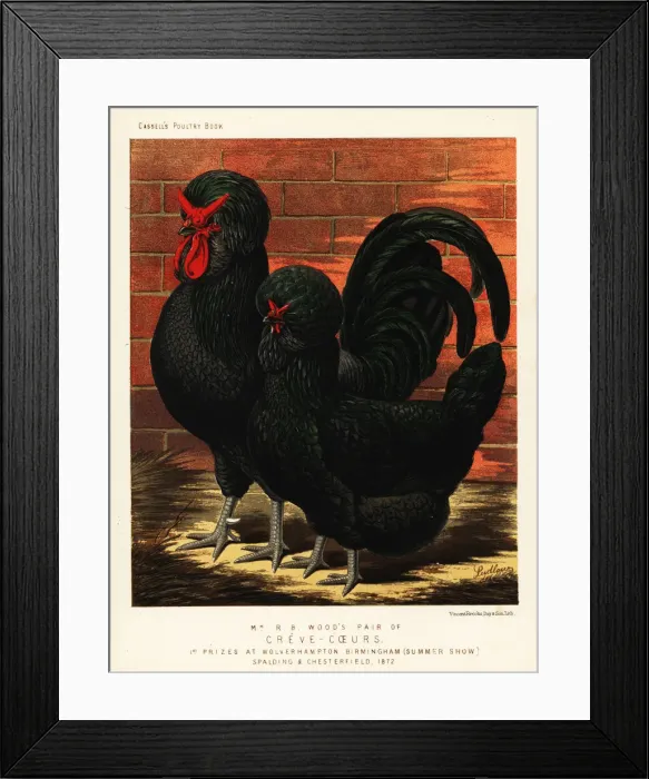 Framed Print : Creve-coeur breed, endangered Framed Print : Creve-coeur breed, endangered