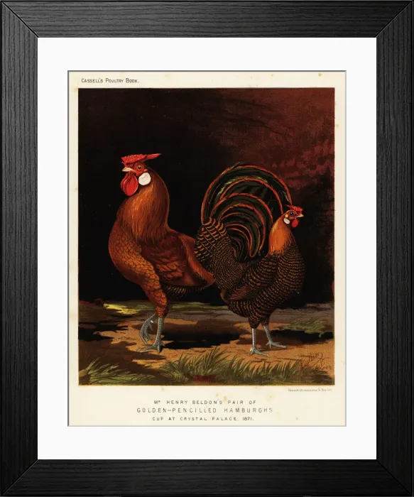 Framed Print : Golden-pencilled Hamburghs Framed Print : Golden-pencilled Hamburghs