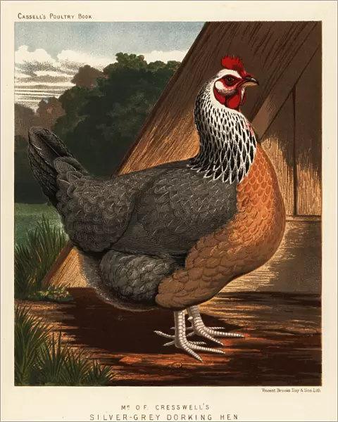 Silver-grey Dorking hen