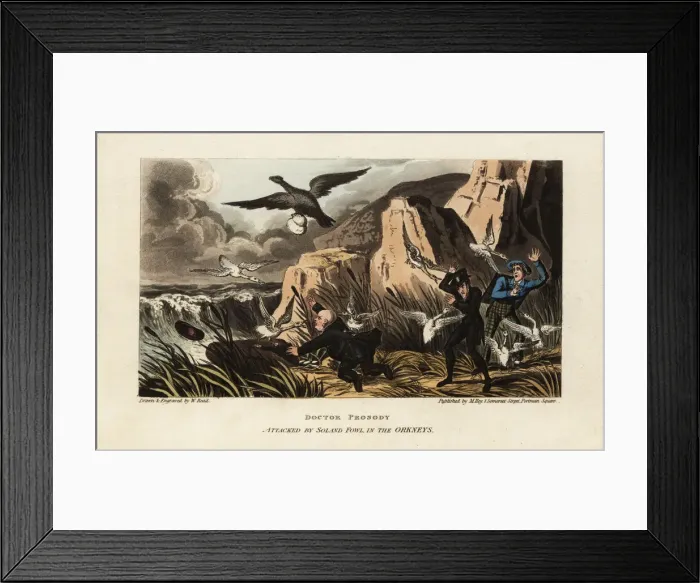 Framed Print : English tourists attacked by Northern gannets in the Orkneys Framed Print : English tourists attacked by Northern gannets in the Orkneys