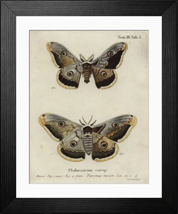 Framed Print : Emperor moth, Saturnia pavonia Framed Print : Emperor moth, Saturnia pavonia