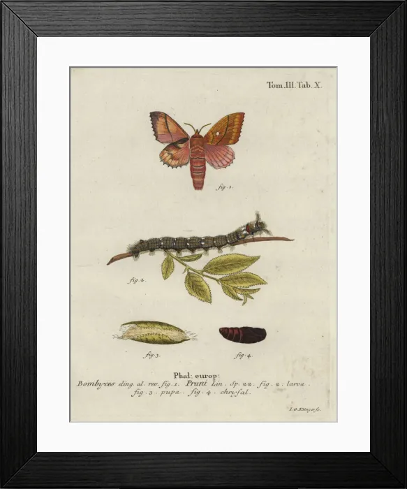 Framed Print : Odonestis pruni moth Framed Print : Odonestis pruni moth