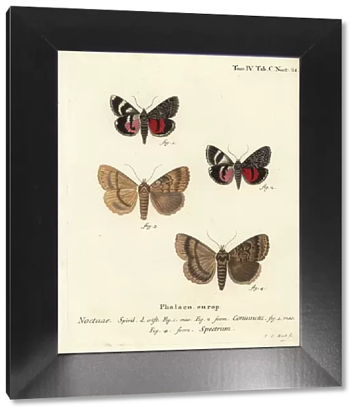 Catocala coniuncta and Apopestes spectrum moths