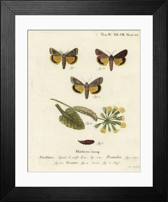 Framed Print : Large yellow underwing, Noctua pronuba Framed Print : Large yellow underwing, Noctua pronuba