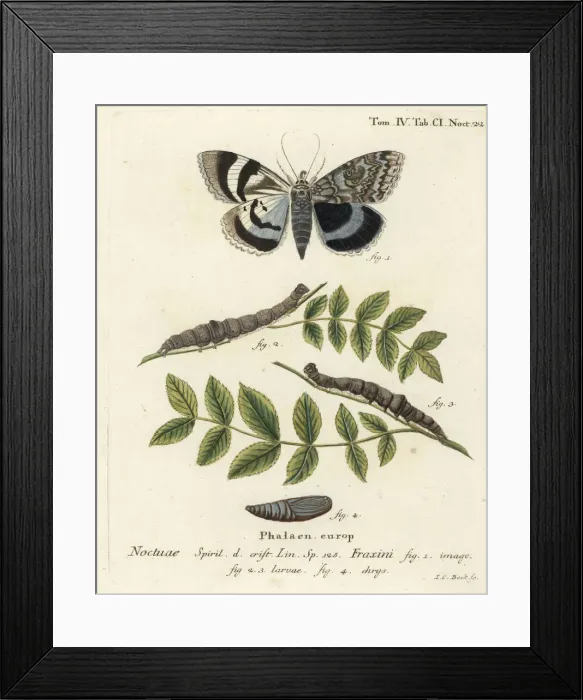 Framed Print : Clifden nonpareil, Catocala fraxini Framed Print : Clifden nonpareil, Catocala fraxini