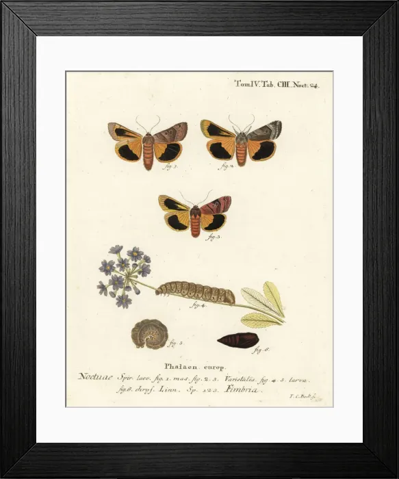 Framed Print : Broad-bordered yellow underwing, Noctua fimbriata Framed Print : Broad-bordered yellow underwing, Noctua fimbriata