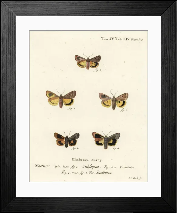 Framed Print : Lunar yellow underwing and Langmaids yellow underwing Framed Print : Lunar yellow underwing and Langmaids yellow underwing