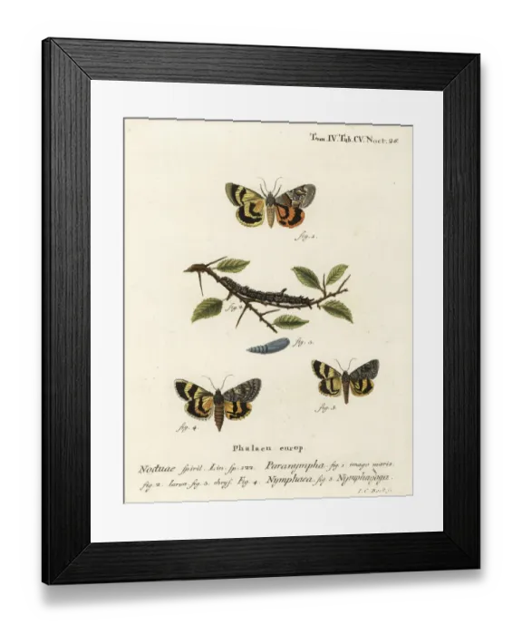 Framed Print : Sweetfern underwing and oak yellow underwing Framed Print : Sweetfern underwing and oak yellow underwing