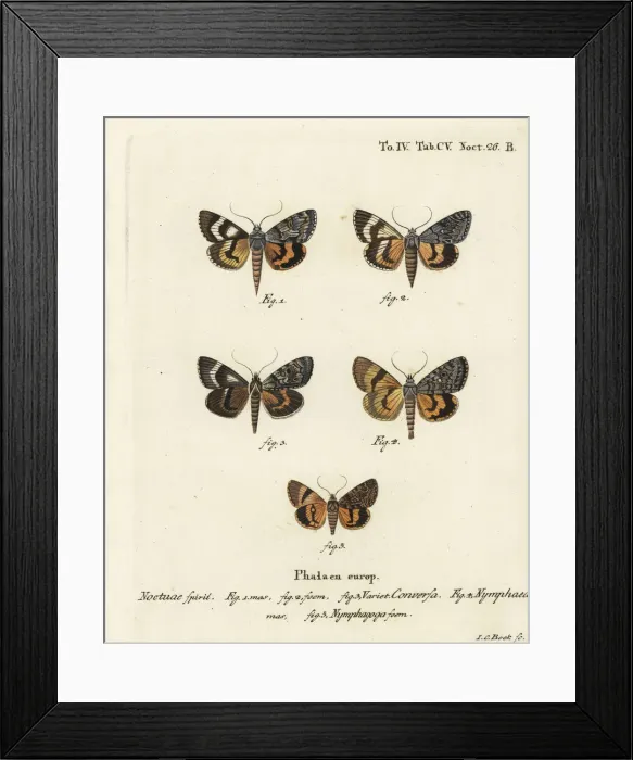 Framed Print : Catocala conversa, Catocala nymphaea and oak yellow Framed Print : Catocala conversa, Catocala nymphaea and oak yellow