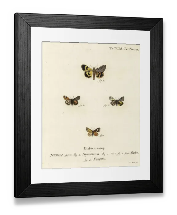 Framed Print : Catocala hymenaea, Amerila puella and Isturgia famula Framed Print : Catocala hymenaea, Amerila puella and Isturgia famula
