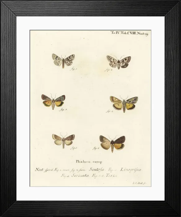Framed Print : Spotted clover, Guernsey underwing, straw underwing, etc Framed Print : Spotted clover, Guernsey underwing, straw underwing, etc
