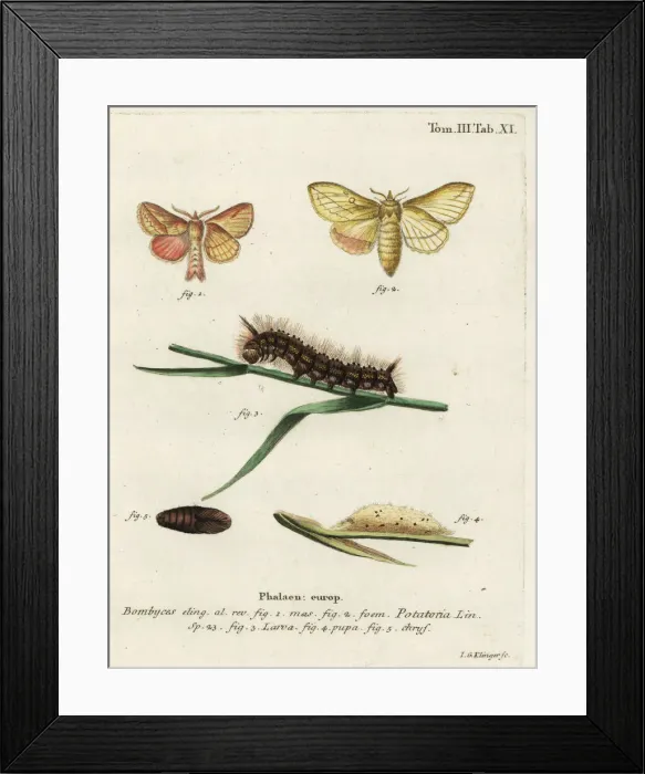 Framed Print : Drinker moth, Euthrix potatoria Framed Print : Drinker moth, Euthrix potatoria