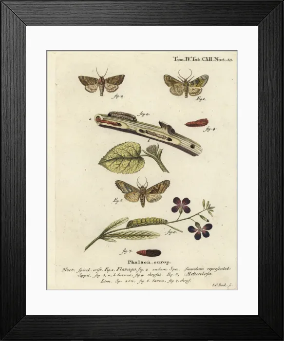 Framed Print : Frosted orange moth and angle shades Framed Print : Frosted orange moth and angle shades