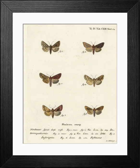 Framed Print : Scarce silver Y, plain golden Y and gold spot Framed Print : Scarce silver Y, plain golden Y and gold spot