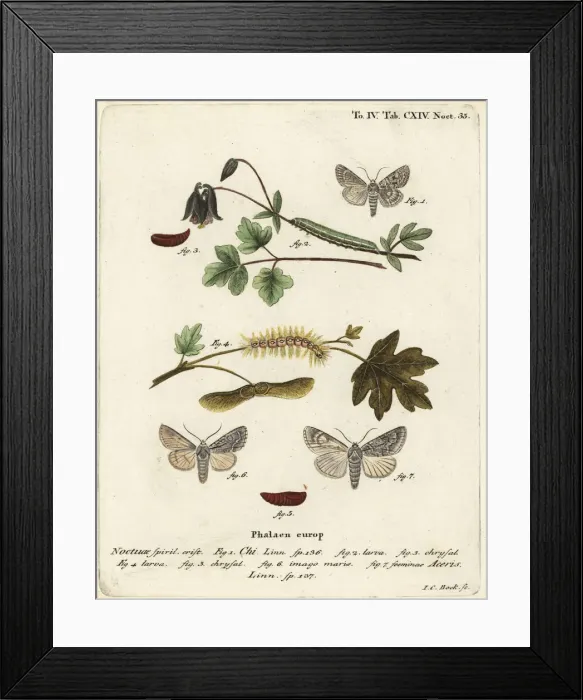 Framed Print : Grey chi and sycamore moth Framed Print : Grey chi and sycamore moth