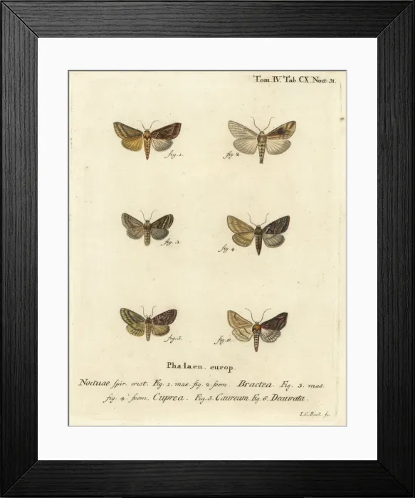 Framed Print : Gold spangle and other moths Framed Print : Gold spangle and other moths