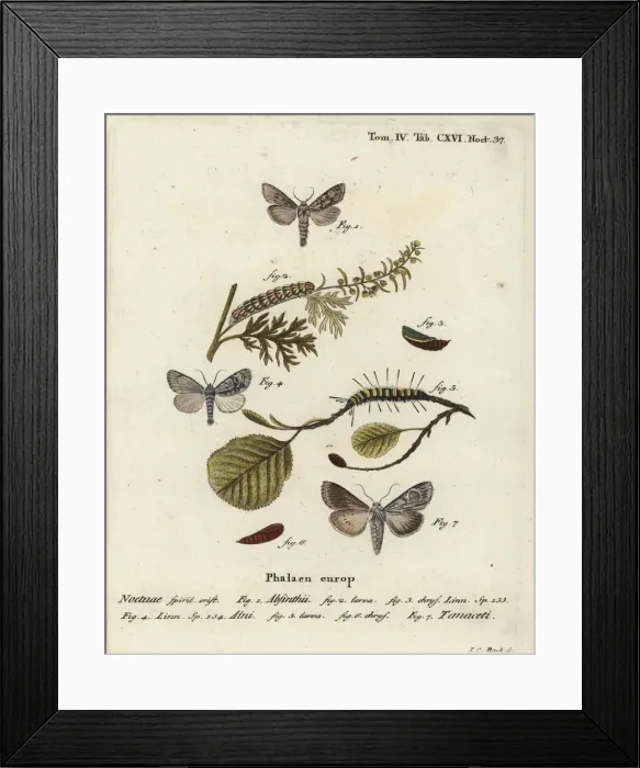 Framed Print : Wormwood moth, alder moth and Cucullia tanaceti Framed Print : Wormwood moth, alder moth and Cucullia tanaceti