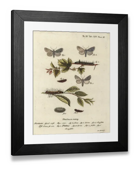 Framed Print : Grey dagger and dark dagger moths Framed Print : Grey dagger and dark dagger moths
