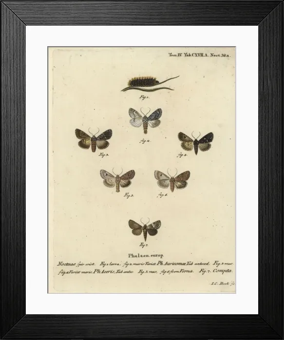 Framed Print : Scarce dagger, sycamore, nutmeg and varied coronet moths Framed Print : Scarce dagger, sycamore, nutmeg and varied coronet moths