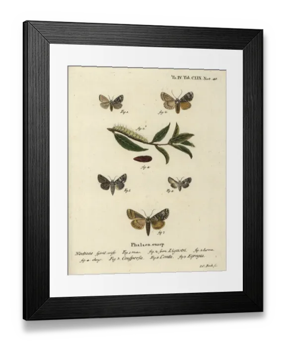 Framed Print : Coronet, marbled coronet, varied coronet and green Framed Print : Coronet, marbled coronet, varied coronet and green