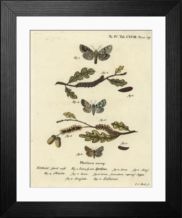 Framed Print : Merveille du jour, scarce merveille du jour Framed Print : Merveille du jour, scarce merveille du jour