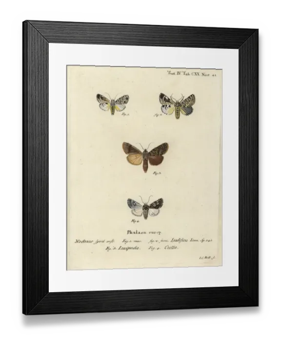 Framed Print : Trichosea ludifica, Rhyacia lucipeta and Lamprosticta culta Framed Print : Trichosea ludifica, Rhyacia lucipeta and Lamprosticta culta