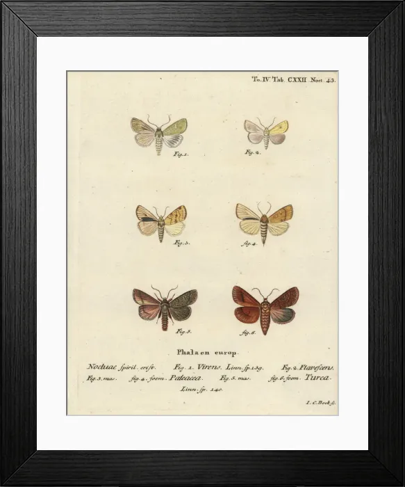 Framed Print : Burren green, sallow, angle-striped sallow and double Framed Print : Burren green, sallow, angle-striped sallow and double