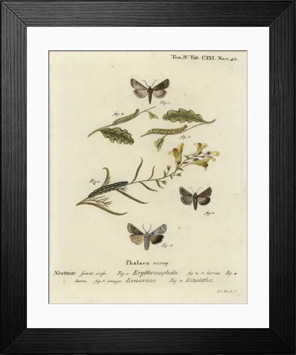 Framed Print : Red-headed chestnut, toadflax brocade and grey shoulder knot Framed Print : Red-headed chestnut, toadflax brocade and grey shoulder knot