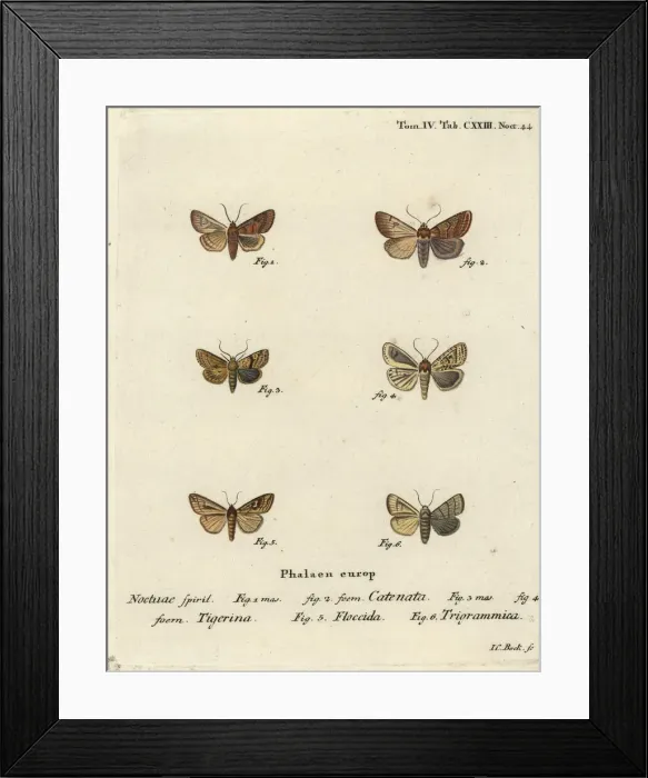 Framed Print : Flounced chestnut, dotted chestnut, brown-line bright-eye Framed Print : Flounced chestnut, dotted chestnut, brown-line bright-eye