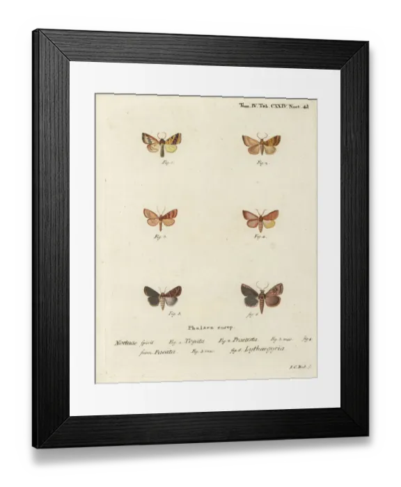 Framed Print : Barred sallow and clay moth Framed Print : Barred sallow and clay moth