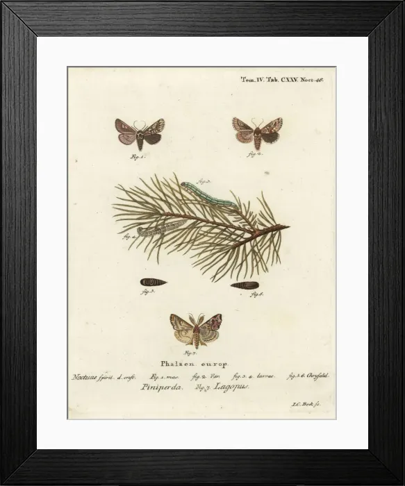 Framed Print : Pine beauty and latin moth Framed Print : Pine beauty and latin moth
