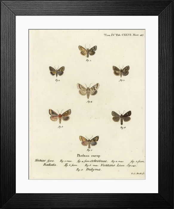 Framed Print : Dusky sallow, ear moth and common rustic Framed Print : Dusky sallow, ear moth and common rustic