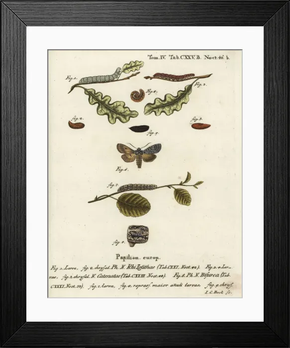 Framed Print : Grey shoulder knot, flounced chestnut and conformist Framed Print : Grey shoulder knot, flounced chestnut and conformist