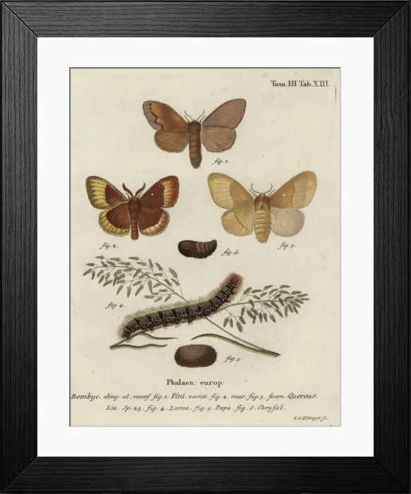 Framed Print : Pine tree lappet and oak eggar moths Framed Print : Pine tree lappet and oak eggar moths