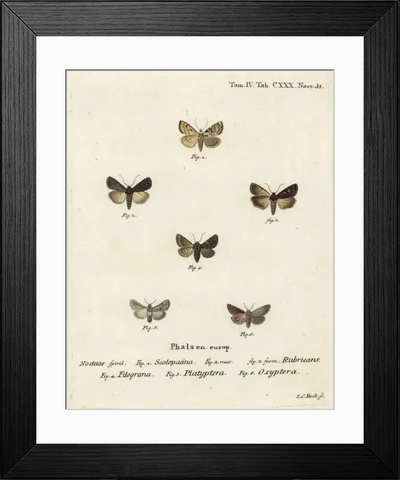 Framed Print : Garden dart and other moths Framed Print : Garden dart and other moths