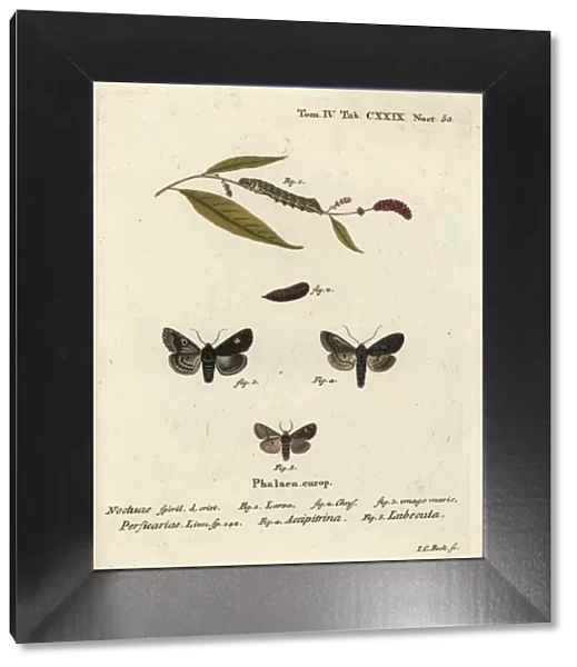 Dot moths. Dot, Melanchra persicariae 1-4, and Dryobota labecula 5