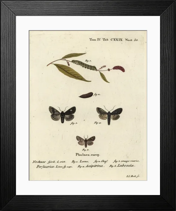 Framed Print : Dot moths. Dot, Melanchra persicariae 1-4, and Dryobota labecula 5 Framed Print : Dot moths. Dot, Melanchra persicariae 1-4, and Dryobota labecula 5