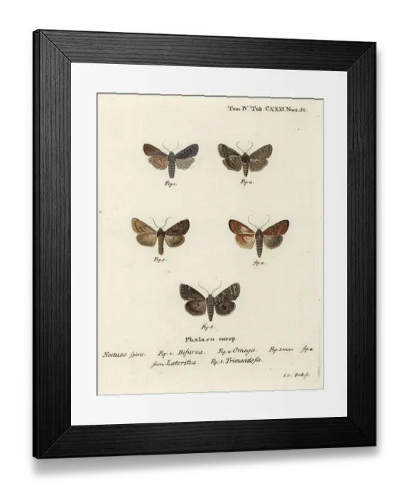 Framed Print : Conformist, double dart, scarce brindle and silver arches Framed Print : Conformist, double dart, scarce brindle and silver arches