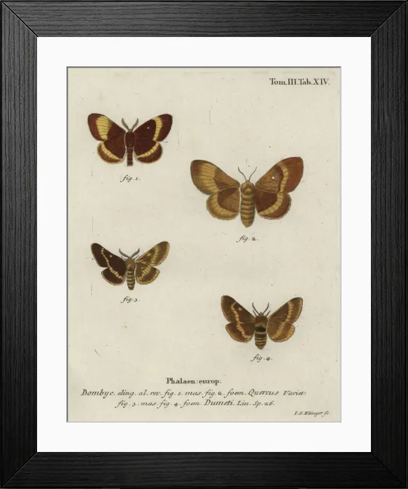 Framed Print : Oak eggar and grass eggar moths Framed Print : Oak eggar and grass eggar moths