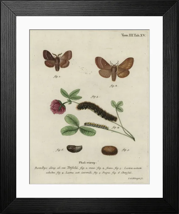 Framed Print : Grass eggar, Lasiocampa trifolii Framed Print : Grass eggar, Lasiocampa trifolii