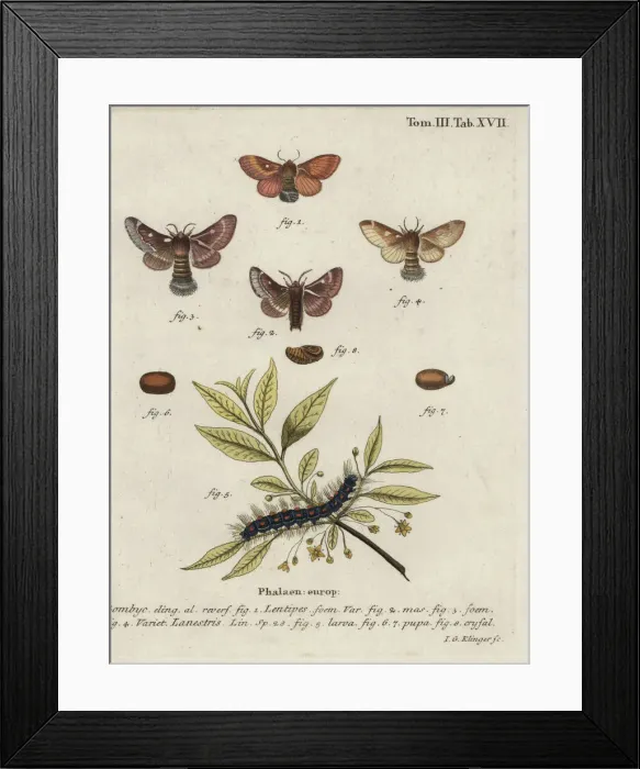 Framed Print : Eastern eggar and small eggar moths Framed Print : Eastern eggar and small eggar moths