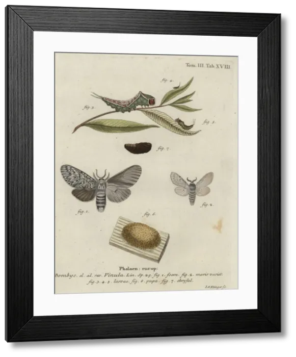 Framed Print : Puss moth, Cerura vinula Framed Print : Puss moth, Cerura vinula
