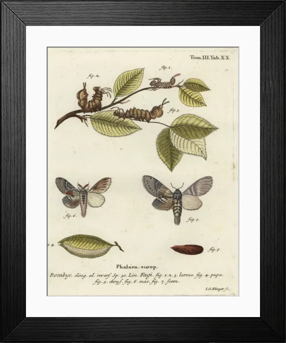 Framed Print : Lobster moth, Stauropus fagi Framed Print : Lobster moth, Stauropus fagi