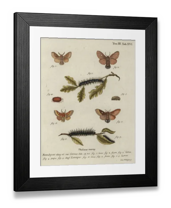 Framed Print : Eastern eggar, Eriogaster catax Framed Print : Eastern eggar, Eriogaster catax