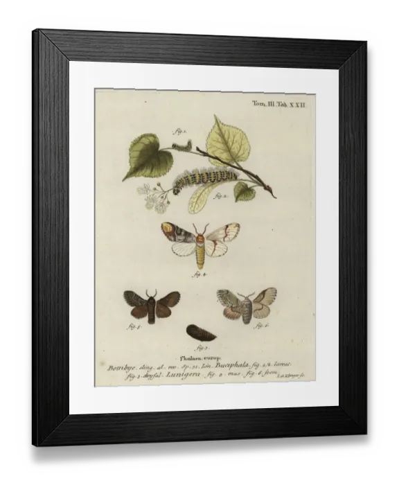 Framed Print : Buff-tip moth, Phalera bucephala, and Cosmotriche lobulina Framed Print : Buff-tip moth, Phalera bucephala, and Cosmotriche lobulina