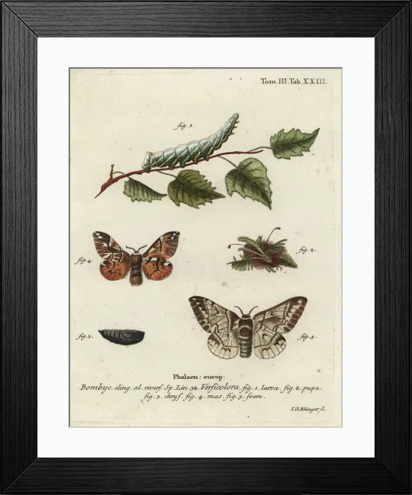 Framed Print : Kentish glory, Endromis versicolora Framed Print : Kentish glory, Endromis versicolora