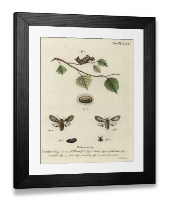 Framed Print : Tawny prominent moth, Harpyia milhauseri Framed Print : Tawny prominent moth, Harpyia milhauseri