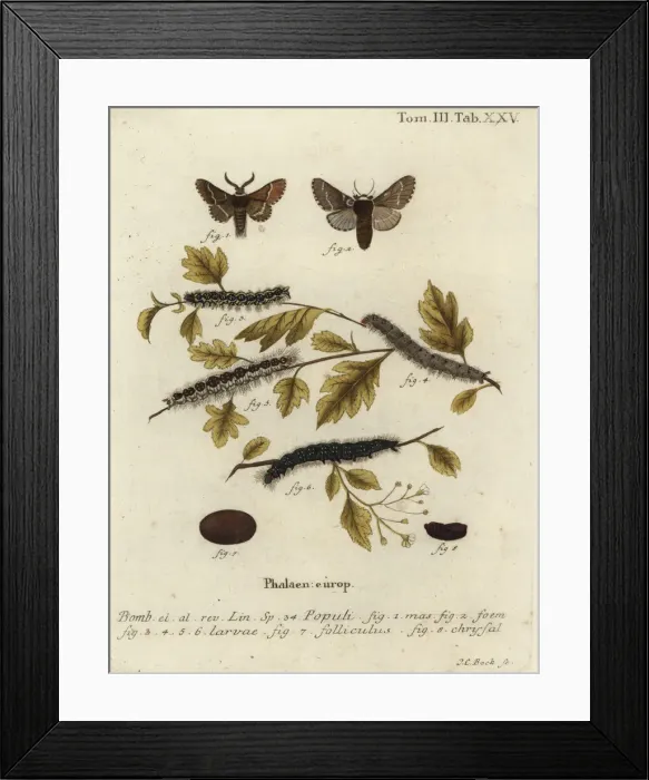 Framed Print : December moth, Poecilocampa populi Framed Print : December moth, Poecilocampa populi